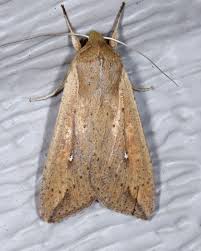 Attēlu rezultāti vaicājumam “Mythimna sp.”