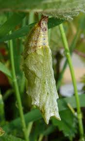 Attēlu rezultāti vaicājumam “Aglais urticae underside”