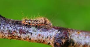 Attēlu rezultāti vaicājumam “Euproctis similis”