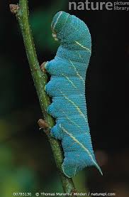 Attēlu rezultāti vaicājumam “Laothoe populi”