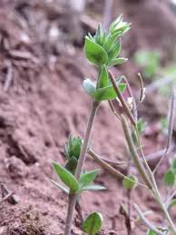 Attēlu rezultāti vaicājumam “Arenaria procera leaf”