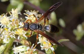 Attēlu rezultāti vaicājumam “Polistes”