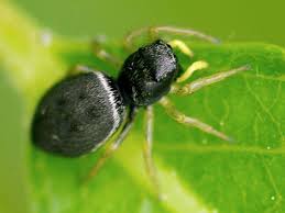 Attēlu rezultāti vaicājumam “Heliophanus sp.”