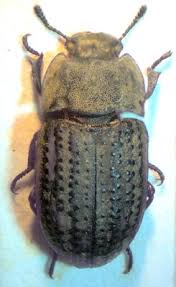 Attēlu rezultāti vaicājumam “Opatrum sabulosum”