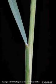 Attēlu rezultāti vaicājumam “Poa compressa”