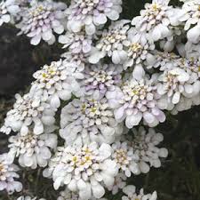 Image result for Iberis umbellata