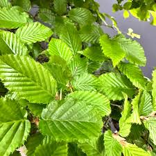 Attēlu rezultāti vaicājumam “Carpinus betulus leaf”
