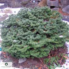 Attēlu rezultāti vaicājumam “Abies balsamea”