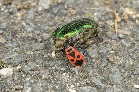 Attēlu rezultāti vaicājumam “Cetonia aurata”