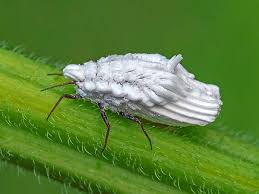 Attēlu rezultāti vaicājumam “Orthezia urticae”