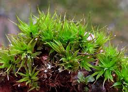 Attēlu rezultāti vaicājumam “Timmia megapolitana”