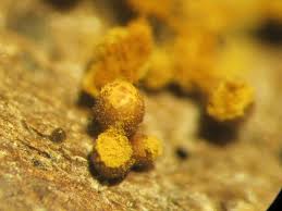 Attēlu rezultāti vaicājumam “Trichia flavicoma”