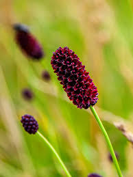 Attēlu rezultāti vaicājumam “Sanguisorba officinalis flower”