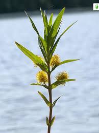 Attēlu rezultāti vaicājumam “Lysimachia thyrsiflora”