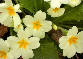 Attēlu rezultāti vaicājumam “Primula x margotae”