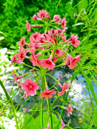 Attēlu rezultāti vaicājumam “Primula”