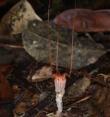 Attēlu rezultāti vaicājumam “Lamproderma nigrescens stalked”