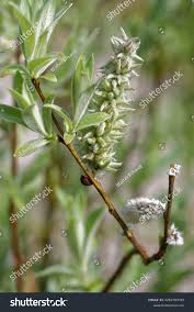 Attēlu rezultāti vaicājumam “Salix lapponum”