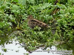 Attēlu rezultāti vaicājumam “Gallinago gallinago eggs”