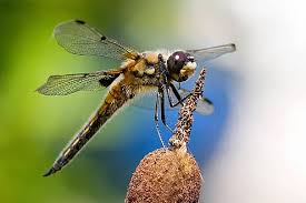 Attēlu rezultāti vaicājumam “Libellula quadrimaculata imago”