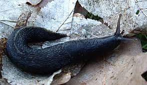 Attēlu rezultāti vaicājumam “Limax cinereoniger”