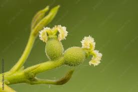 Attēlu rezultāti vaicājumam “Juglans mandshurica male flower”