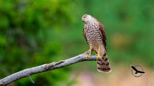 Attēlu rezultāti vaicājumam “Accipiter nisus”