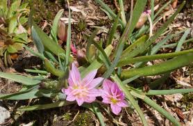 Attēlu rezultāti vaicājumam “Licea pygmaea”