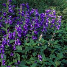 Attēlu rezultāti vaicājumam “Campanula latifolia leaf”