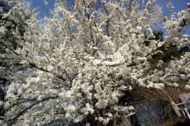Attēlu rezultāti vaicājumam “Prunus cerasifera flower”