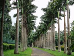 Image result for шри ланка королевский ботанический сад