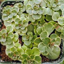 Attēlu rezultāti vaicājumam “Sedum pallidum”