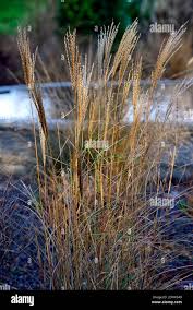 Attēlu rezultāti vaicājumam “Calamagrostis stricta”