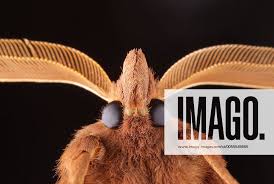 Attēlu rezultāti vaicājumam “Euthrix potatoria imago”