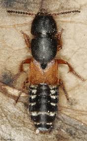 Attēlu rezultāti vaicājumam “Staphylinus erythropterus”