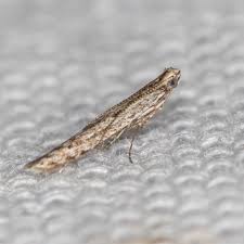 Attēlu rezultāti vaicājumam “Gracillariidae”