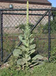 Attēlu rezultāti vaicājumam “Verbascum thapsus bud”