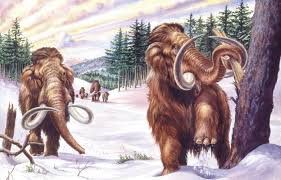 Image result for Go Mammoth