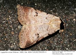 Attēlu rezultāti vaicājumam “Lygephila viciae”