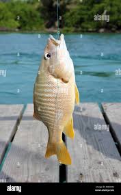 Image result for Lutjanus jocu