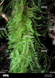 Attēlu rezultāti vaicājumam “Hypnum jutlandicum”