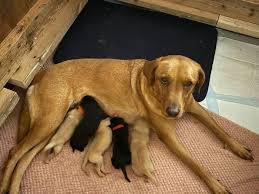 Image result for Farnley Tyas  BC