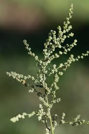 Attēlu rezultāti vaicājumam “Chenopodium album flower”