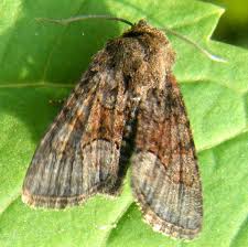 Attēlu rezultāti vaicājumam “Oligia sp.”