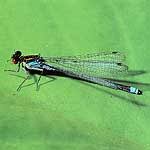 Attēlu rezultāti vaicājumam “Erythromma najas”