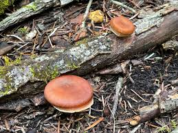 Attēlu rezultāti vaicājumam “Polyporus tubaeformis”