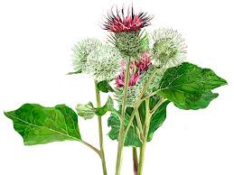 Attēlu rezultāti vaicājumam “Arctium lappa leaf”