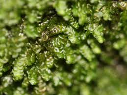 Attēlu rezultāti vaicājumam “Frullania fragilifolia”
