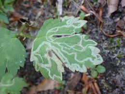 Attēlu rezultāti vaicājumam “Phytomyza ranunculi”