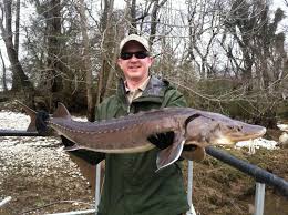 Image result for Acipenser